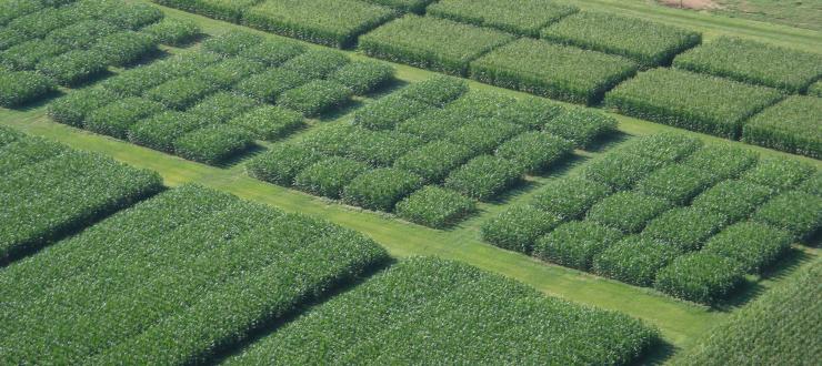 Crops at WKU's Farm Crops at WKU's Farm
