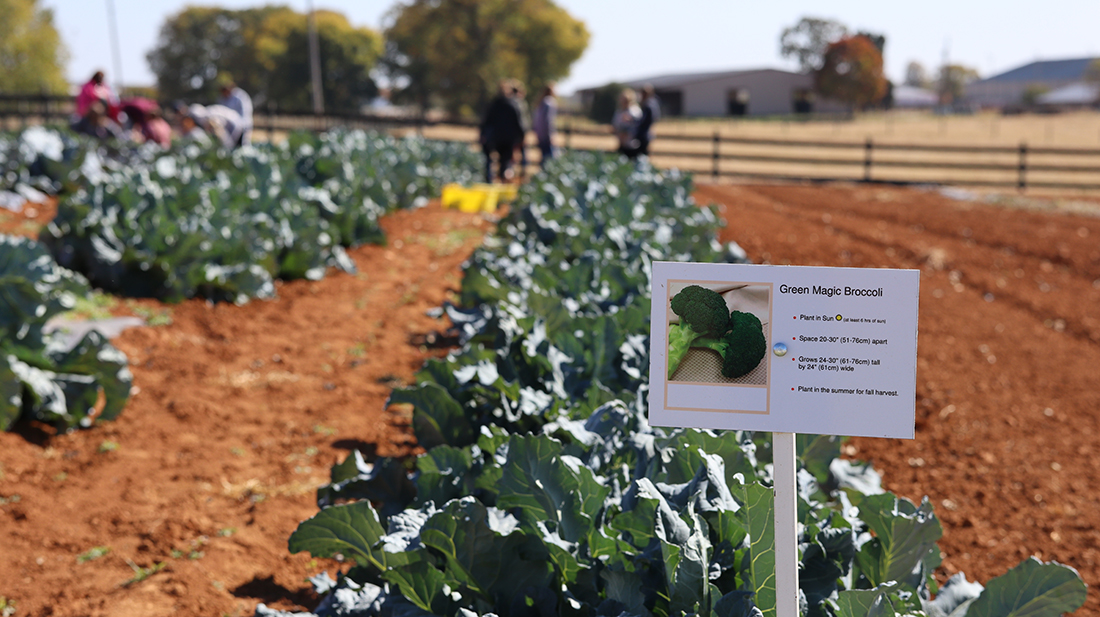 Crops at WKU's Farm