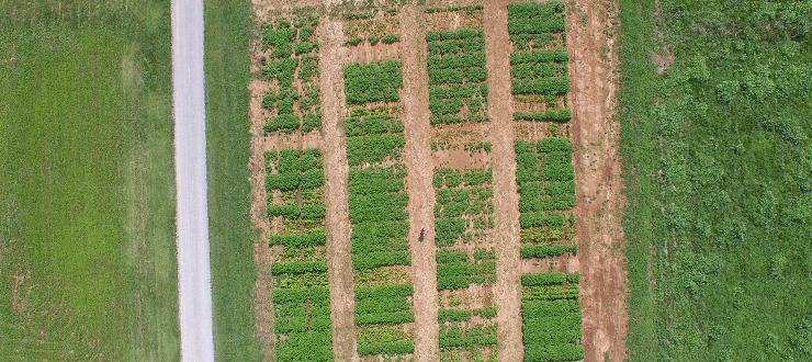 Hemp at WKU Farm Hemp at WKU Farm