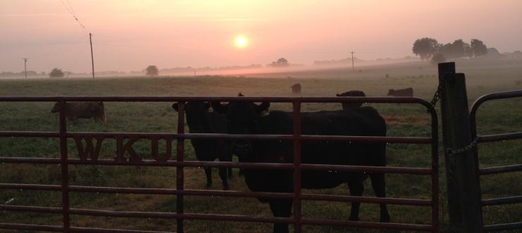 WKU Beef Cattle