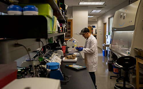 Reasearch at Western Kentucky University Research at WKU