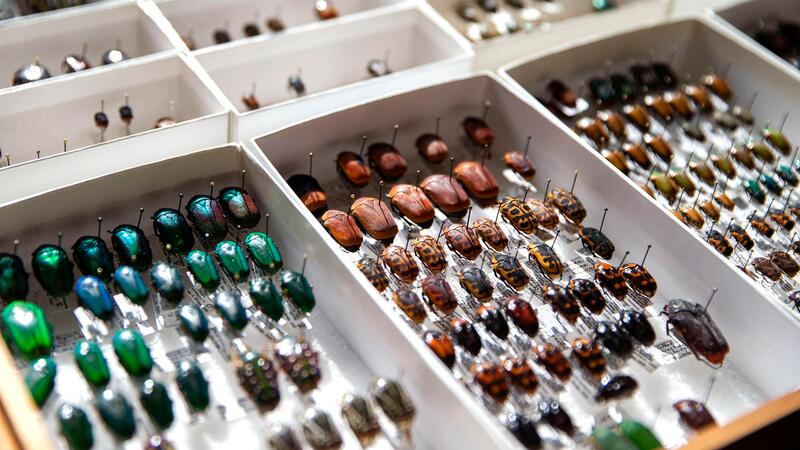 bugs in a drawer