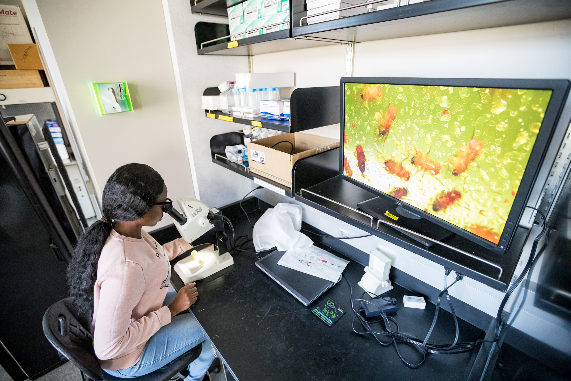 WKU student looks into a microscope. Small bugs are projected onto a screen.