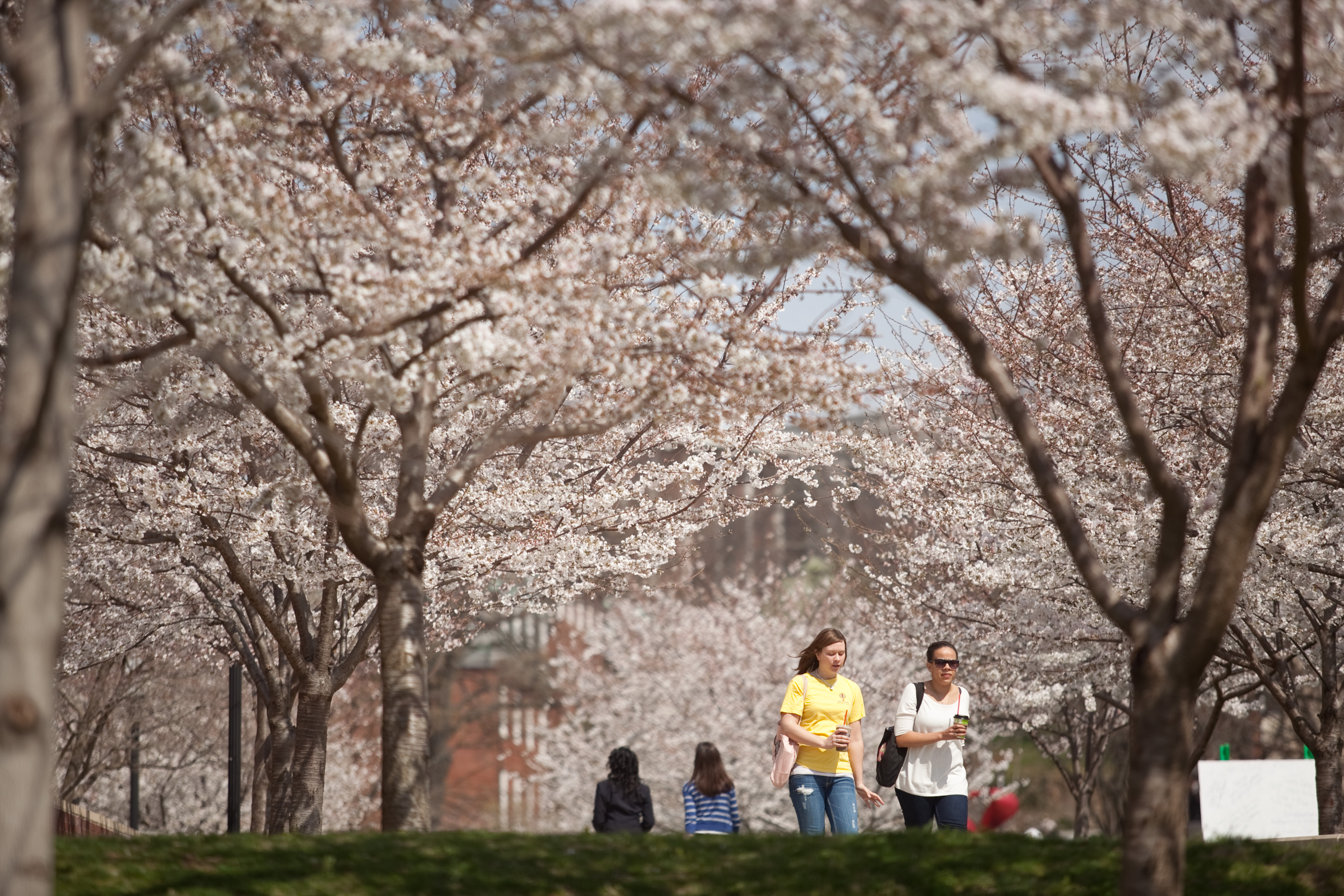 Cherry Blossoms on Campus