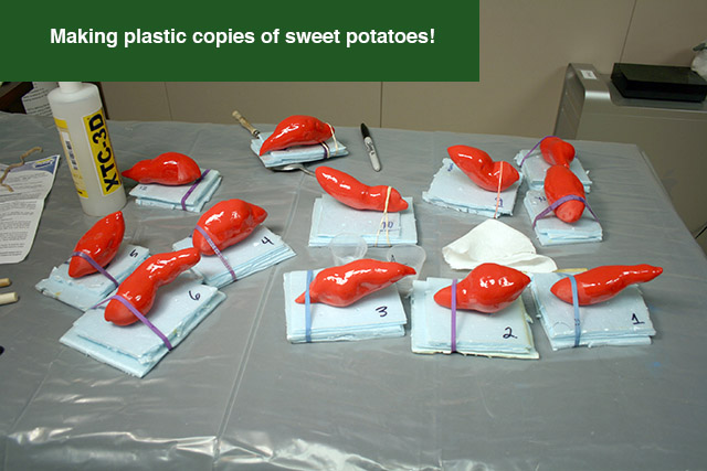 sweet potatoes sweet potatoes